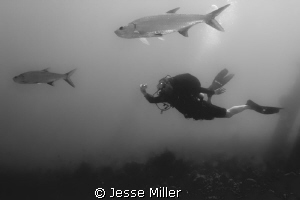 Diver getting a shot of a couple Tarpon. by Jesse Miller 